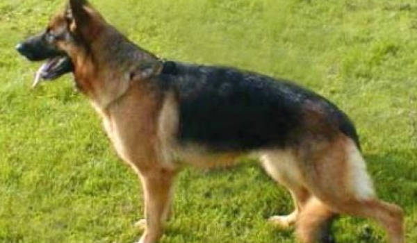 Zindy vom Bierstadter Hof