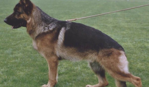 Richy vom Westervenn