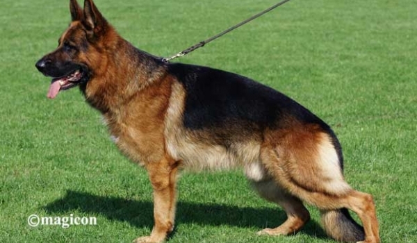 Quenn vom Löher Weg