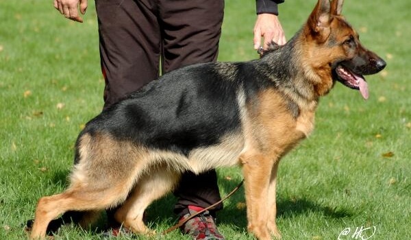 Yosie von der Schanzlache