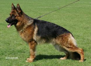 Faxo vom Fichtenschlag