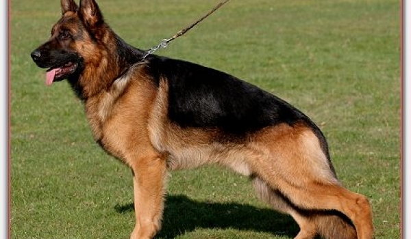 Nemo von der Lengernheide