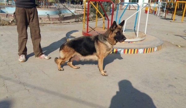 Jessy vom King's Broune