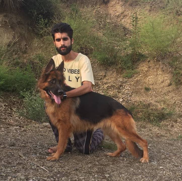 Beauty Vom Kashmir Lillbox Kennel