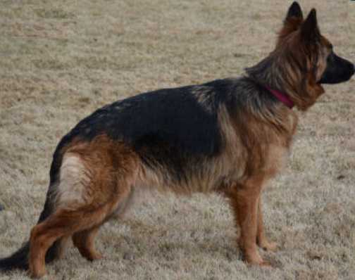 Kerri vom SchlossFelsen