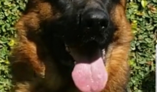 Figo vom Mailand Vom Mailand Kennel