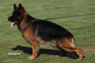 Zitan vom Repitition