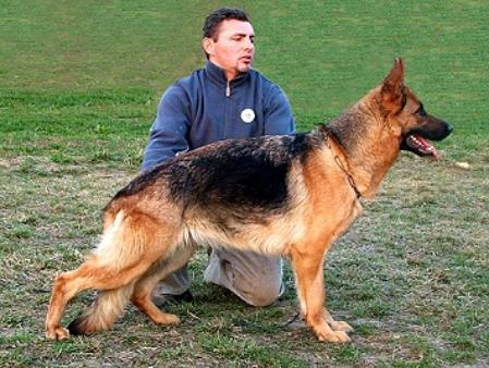 Goldi vom Haus Rutkai