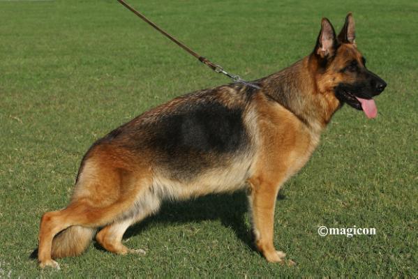 Merret vom Frankengold 