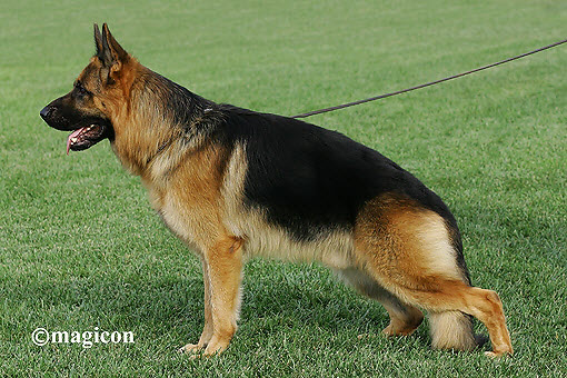 Bojar vom Valtenberg