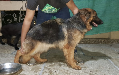 Abilyne vom Volsengard