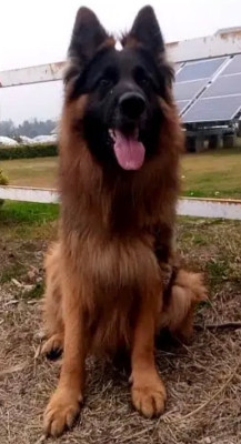 Ajax vom KPK Black Wolf