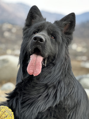 Aksan Vom Noire Paws Kennel