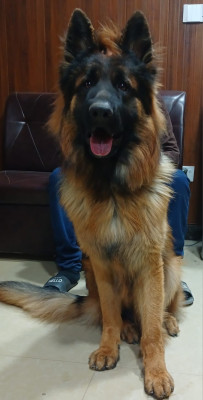 B Odin Vom JJ Kennel