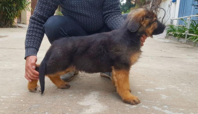 Barrel vom Volsengard