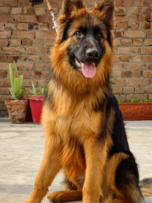 Baxter vom Bark & Swagger