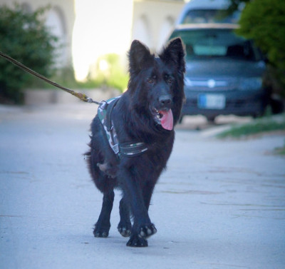 Becardi vom Volsengard