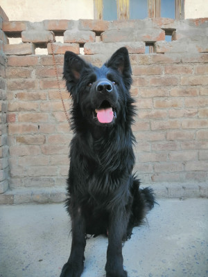 Blackie vom Jaguar Kennel