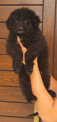 Bruno Von Pak Safari