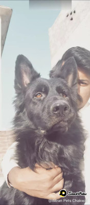 Buddy vom Jaguar Kennel