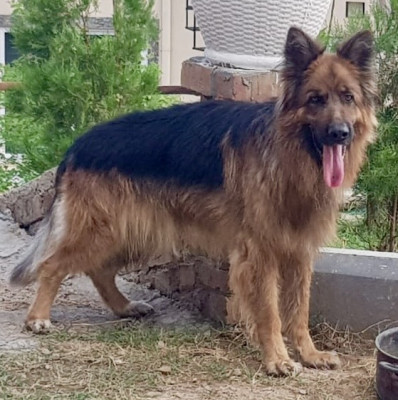 Budwieser vom Volsengard