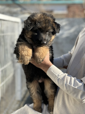 Carlo Vom Noire Paws Kennel