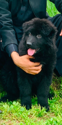 Colorado Vom Noire Paws Kennel