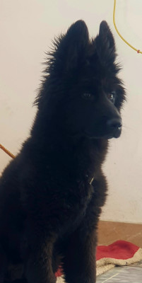 Dexter Vom ATTOCK GSD