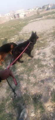 Enzo Vom Chakwalian Black Shepherds