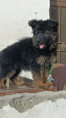 Scout Vom ATTOCK GSD