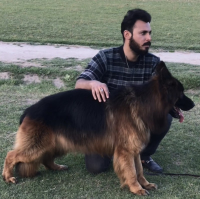 Tyson vom PMZ Kennel