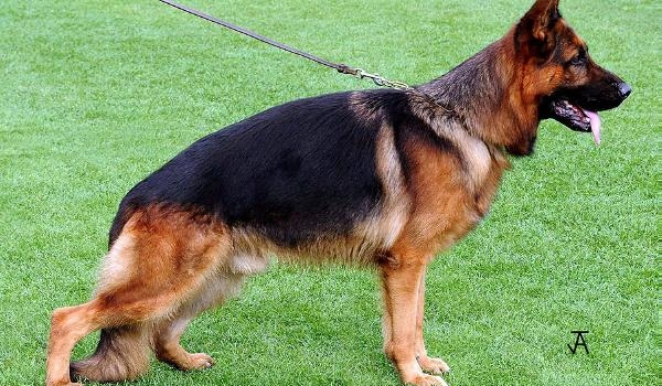 Aivengo vom St.-Michaels-Berg