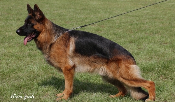 Vaiko vom Suentelstein