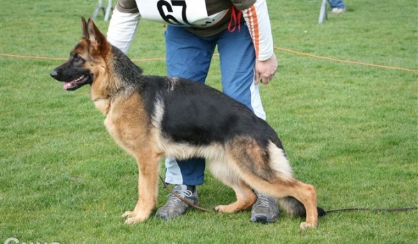 Aebby vom Altenberger Land