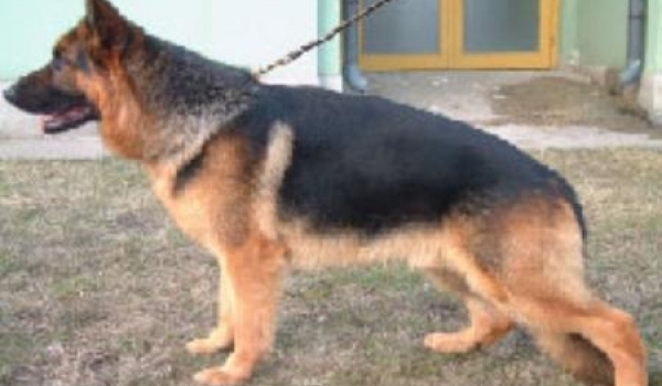 Bodo in Regnum Marianum