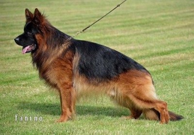 Fantom Team Ulmental 