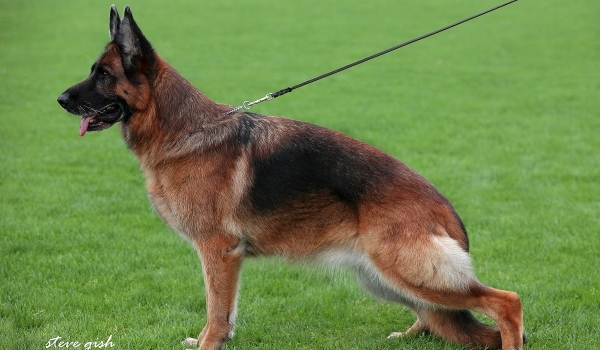 Nina vom Holtkämper Tor