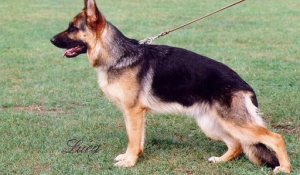 Viola vom Hühnegrab