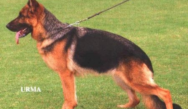 Hummel von Vierhundert Hertz