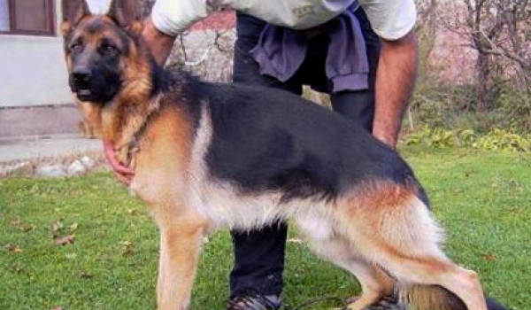 Luis Armandia Lidderdali