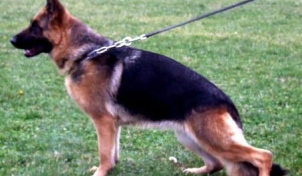 Suzana Armandia Lidderdali