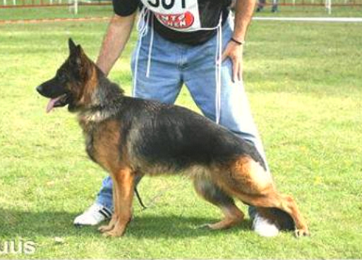 Fallone des meilleurs sangs