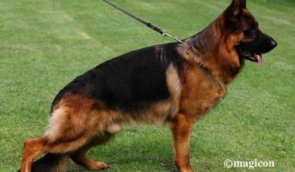 Idol vom Holtkamper Hof