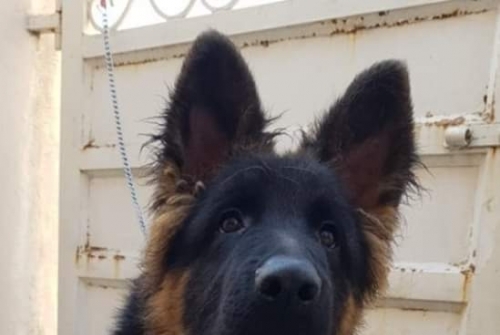 Falco vom Kashmir Hills